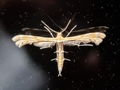 Sphenarches anisodactylus