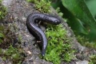 Nototriton richardi