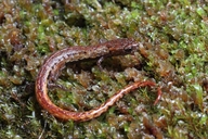 Nototriton abscondens
