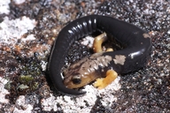 Bolitoglossa pesrubra