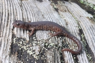 Aneides vagrans