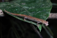 Bolitoglossa colonnea
