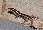 Trachylepis striata