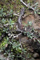 Aneides ferreus