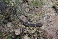 Aneides ferreus