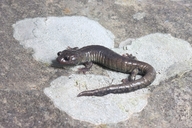 Aneides flavipunctatus