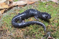 Aneides iecanus