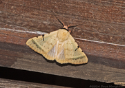 Pallid Drab Moth