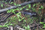 Ambystoma macrodactylum