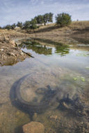 Ambystoma mavortium stebbinsi