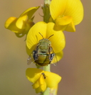 Amegilla aeruginosa