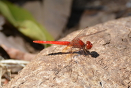 Diplacodes haematodes