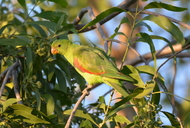 Aprosmictus erythropterus