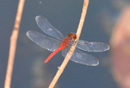 Nannodiplax rubra