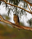 Accipiter fasciata