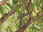 Ptilotula plumula
