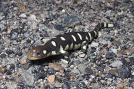 Ambystoma californiense