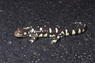 Ambystoma californiense