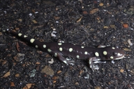 Ambystoma californiense
