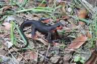 Taricha rivularis