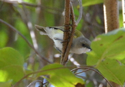 Gerygone chloronota