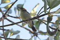 Gerygone magnirostris