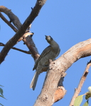 Little Friarbird