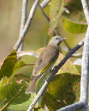 Conopophila rufogularis