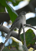 Stomiopera unicolor