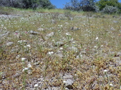 Cryptantha crinita