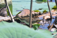 White-browed Crake