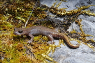 Hydromantes samweli