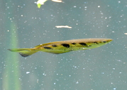 Spotted Archerfish