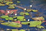 Nymphoides indica