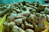 Zingiber officinale
