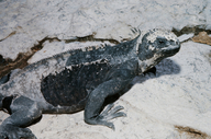 Amblyrhynchus cristatus