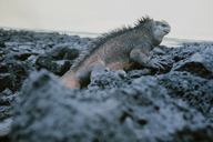 Amblyrhynchus cristatus