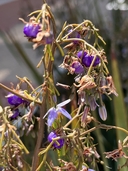 Blueberry Flax Lily