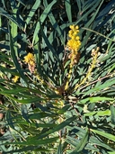 Mahonia eurybracteata