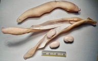 Phaseolus vulgaris