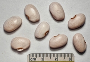 Phaseolus vulgaris