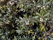 Pittosporum crassifolium