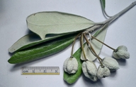 Pittosporum crassifolium