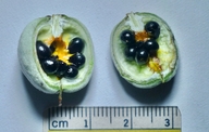 Pittosporum crassifolium
