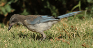 Aphelocoma californica