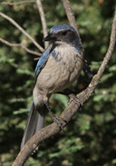 Aphelocoma californica