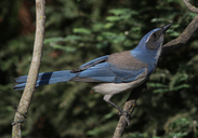 Aphelocoma californica