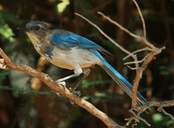 Aphelocoma californica