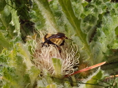 Bombus fervidus