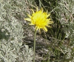 False Dandelion